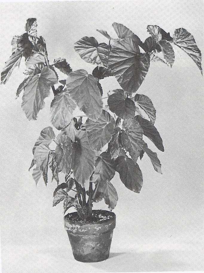 B. ‘Lory Hansen’